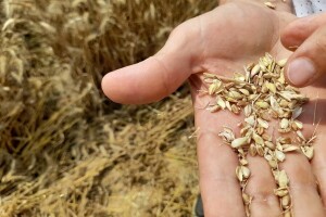 Koliko manje zarađuju hrvatski proizvođači pšenice danas, u odnosu na 2000. godinu?