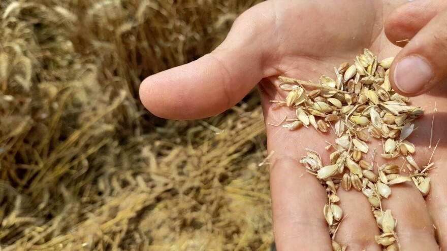 Koliko manje zarađuju hrvatski proizvođači pšenice danas, u odnosu na 2000. godinu?