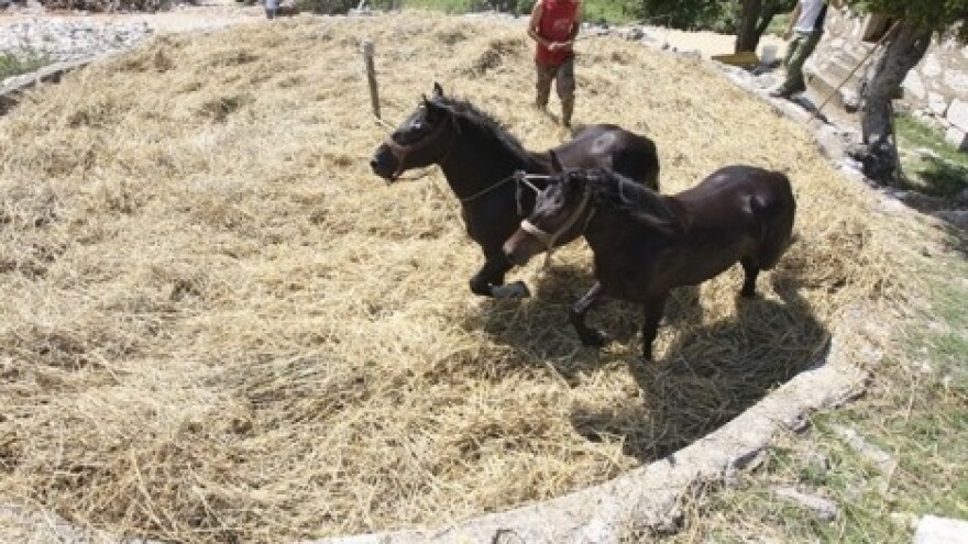 Vršidba pšenice i gumna