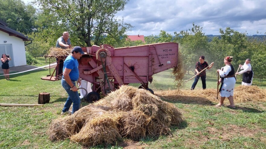 Okupio selo i rodbinu: S pjesmom srpovima požnjeli polje pšenice