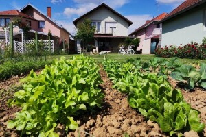 Anica Banović: Samoizolacija me potaknula na vlastiti vrt