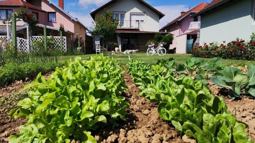 Anica Banović: Samoizolacija me potaknula na vlastiti vrt