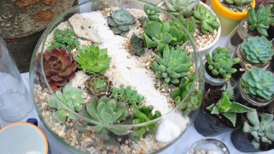 Biljni terarij: Napravite mini vrt u staklenoj posudi