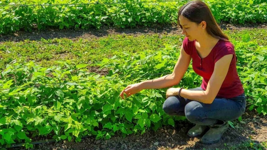 U svom vrtu ima razno bilje - od ljekovitog do godži bobica i sve ih prirodnim preparatima održava