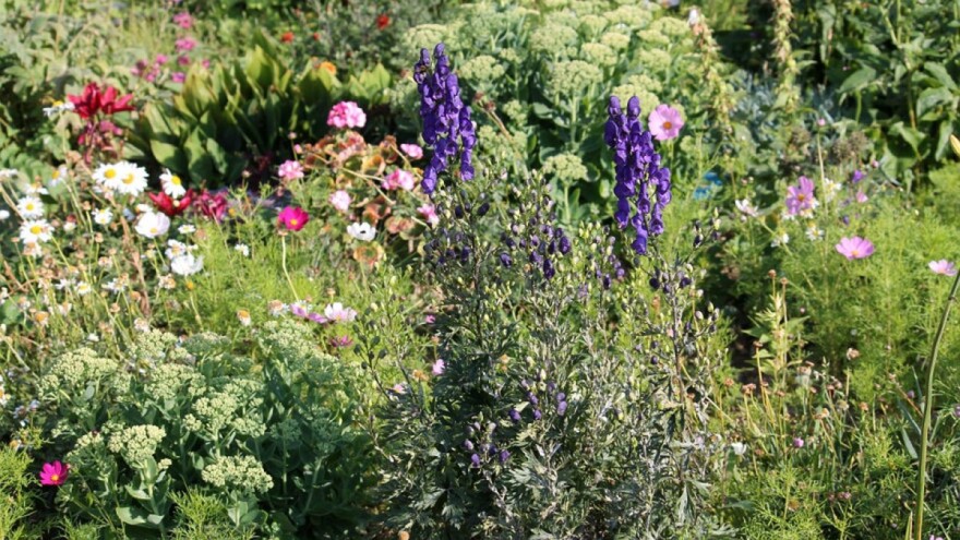 Ukrasi vrta koji mogu biti i otrovni - imate li neki od njih?