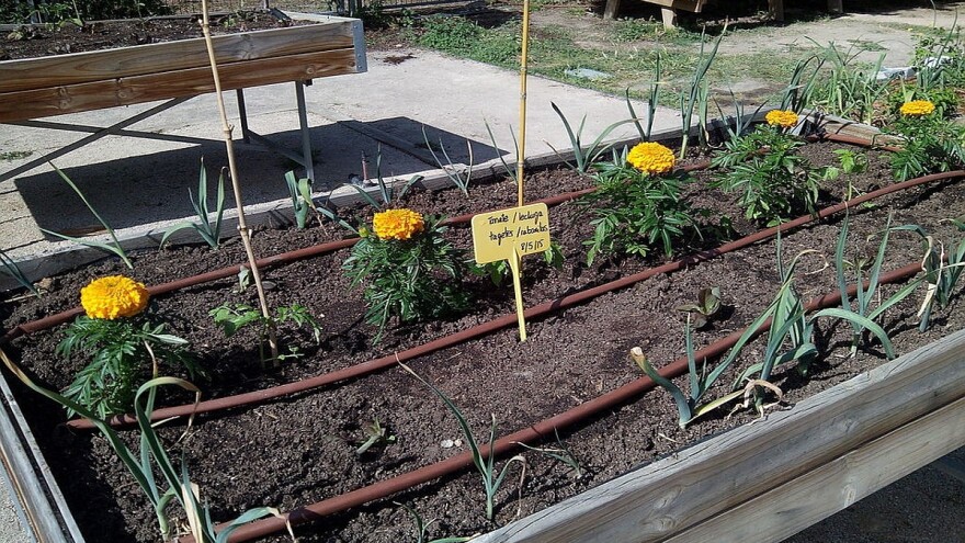 Urbani vrtovi kao isplativ vid uzgoja - šta sve morate znati?