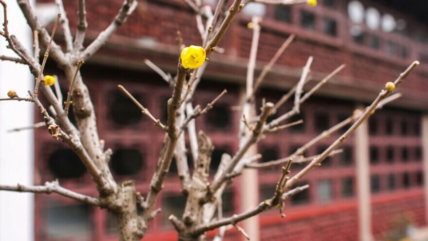 Kako uz manje novca cijele godine imati rascvjetan vrt?