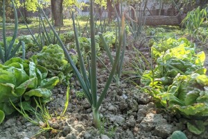 Agronomski fakultet predložio dopunu Zakona o sjemenu