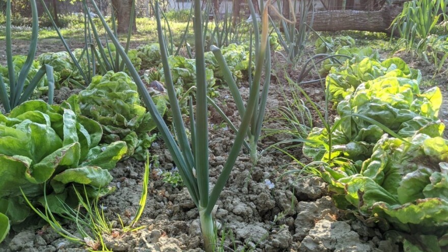 Agronomski fakultet predložio dopunu Zakona o sjemenu