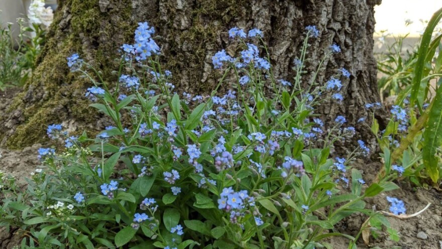 U sedmici pred nama smjena sunca i kiše biti će svakodnevna