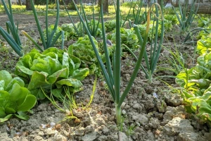 I Društvo agronoma Osijek za novi Zakon o sjemenu: Nema nikakvih zabrana