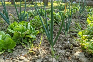 I Društvo agronoma Osijek za novi Zakon o sjemenu: Nema nikakvih zabrana