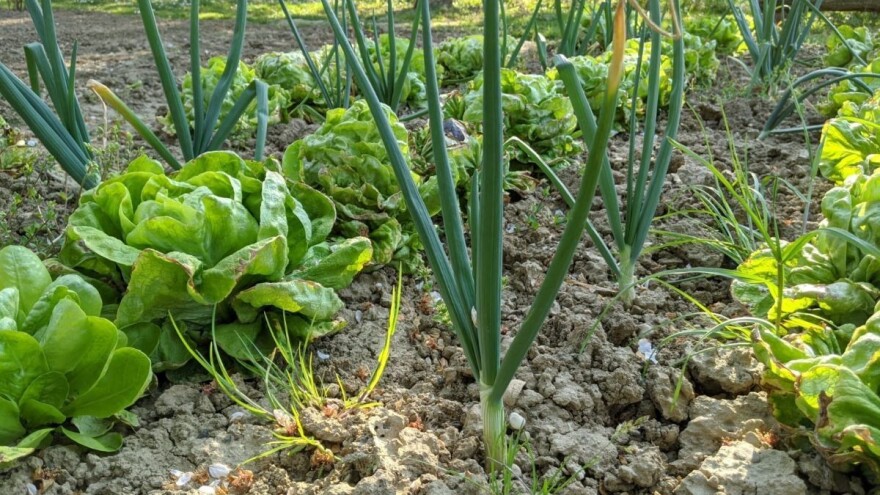 I Društvo agronoma Osijek za novi Zakon o sjemenu: Nema nikakvih zabrana