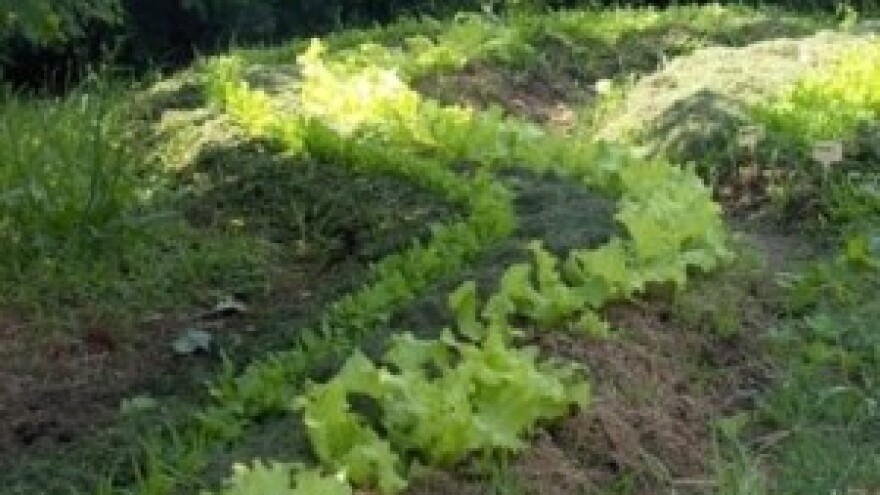 Permakultura: Vrt u skladu s prirodom!