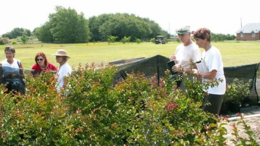 Rujanski radovi u vrtu