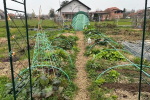 Radovi u bašti u novembru: Šta sejati i saditi, kako je pripremiti za zimu?