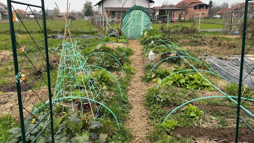 Radovi u vrtu u novembru: Šta sijati i saditi, kako ga pripremiti za zimu?