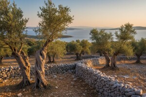 Vrtovi lunjskih maslina povukli 450 tisuća eura