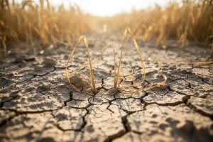 Vrućina loša za potrošače, dobra za špekulante