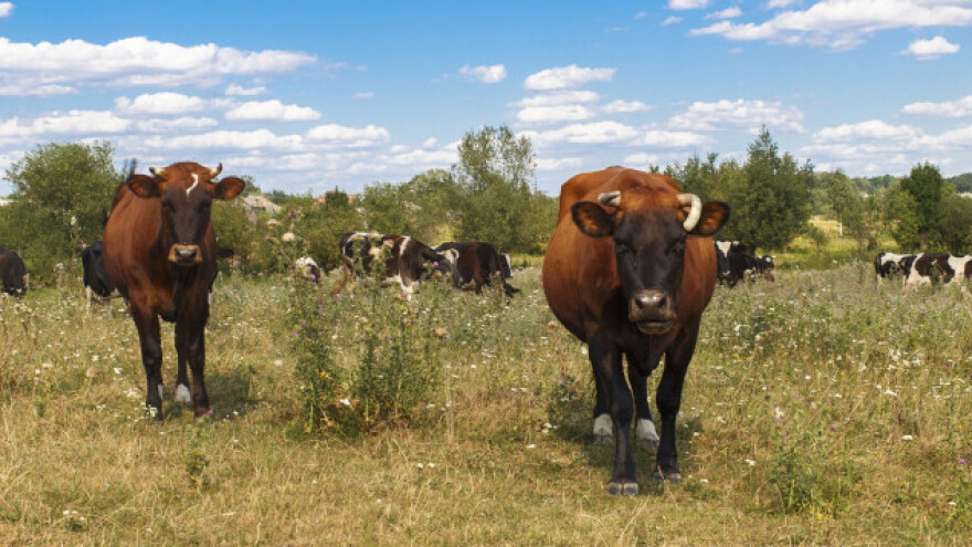 Sačuvajte stoku od jakog sunca i toplotnog stresa