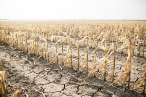 Vrućine najviše smetaju kukuruzu i soji