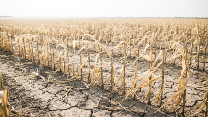 Vrućine najviše smetaju kukuruzu i soji