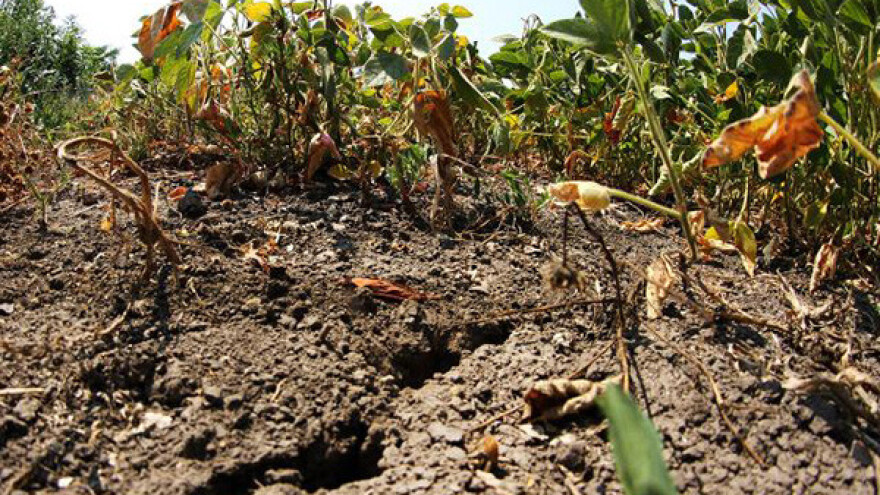 Vrućine najviše smetaju kukuruzu i soji