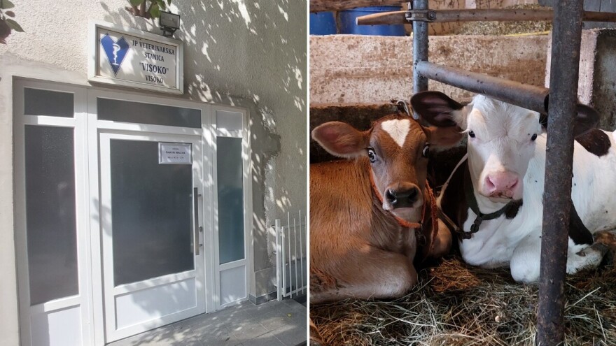 Velika zainteresiranost farmera za VO sjemenima elitnih bikova