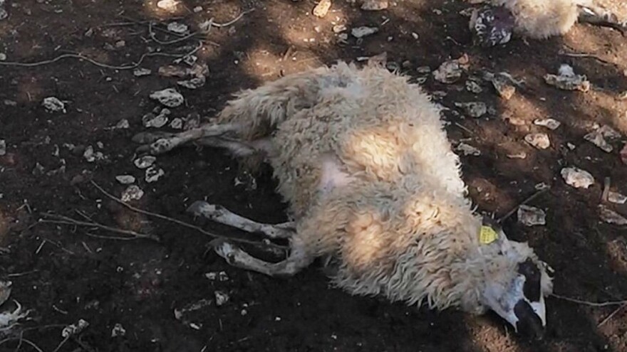 Čopor vukova napao ovce Ivana Pleića, 12 je odmah stradalo, tridesetak naklano