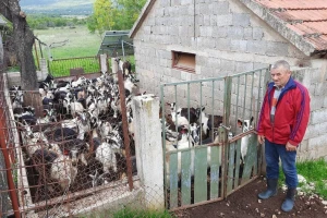 Vukovi u staju Stipe Čuluma ulaze kao u samoposlugu, kome se potužiti?