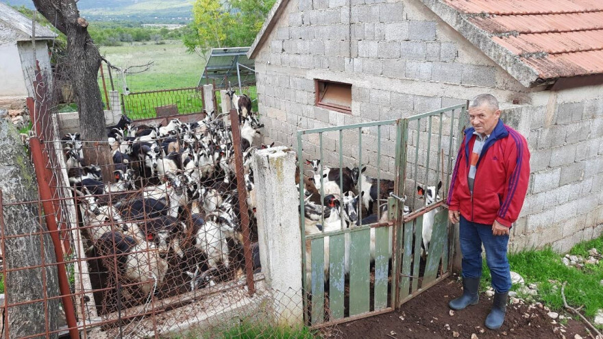 Vukovi u staju Stipe Čuluma ulaze kao u samoposlugu, kome se potužiti?