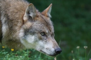 Odobrili uklanjanje vukova zbog zaštite ljudi i životinja