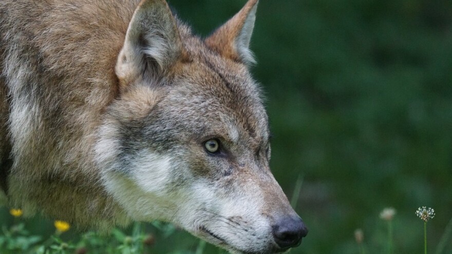 Odobrili uklanjanje vukova zbog zaštite ljudi i životinja