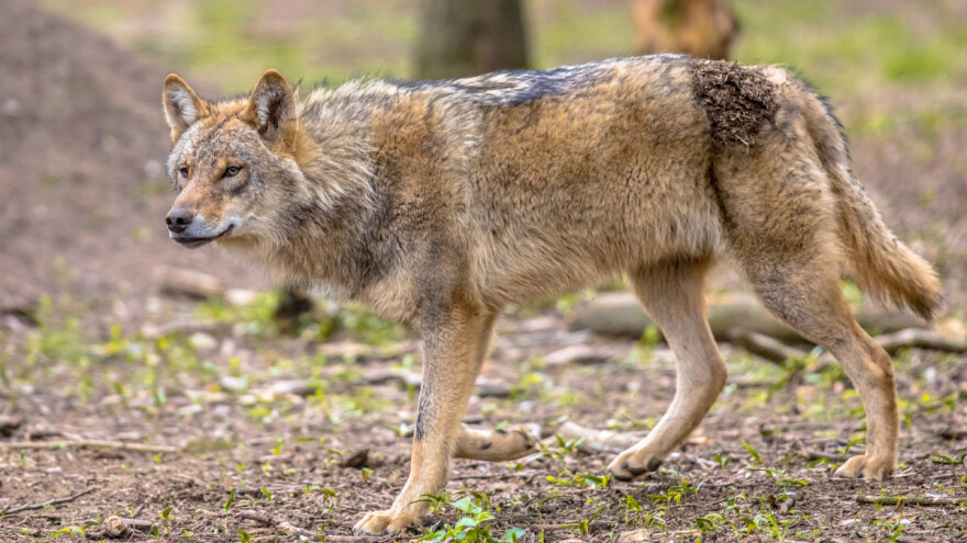 Evropska komisija: za štete od vukova ili drugih zaštićenih divljih životinja - 100% odšteta!