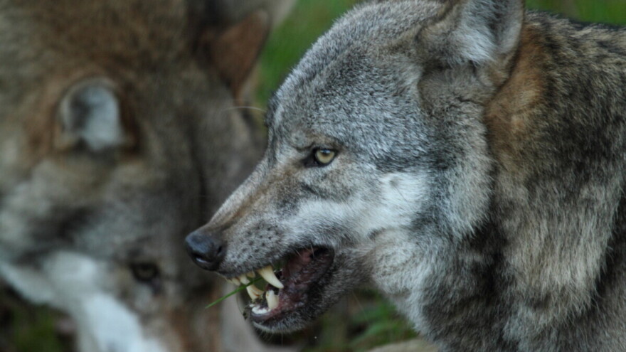 Vukovi ne kolju dok se pare i ljubuju! A vukopsi?