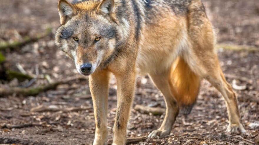 Ovo su iznosi odštete za stradalu stoku, no rješavaju li problem vuka?