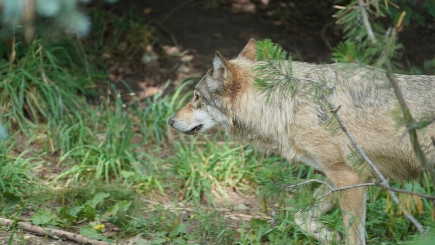 Vukovi se pridružili medvedima - usred dana viđeni u Olovu