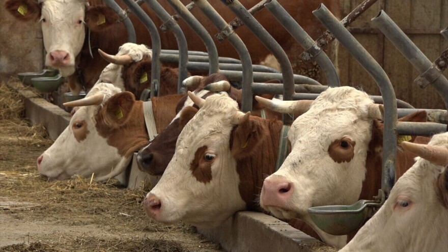 Za unapređenje stočarske proizvodnje u Vojvodini 15 miliona dinara