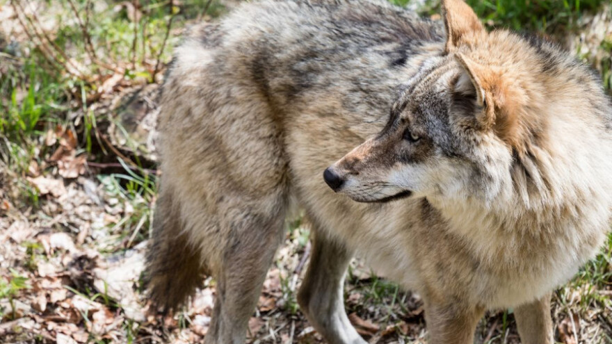 Ilegalna trgovina divljim vrstama vrlo je česta