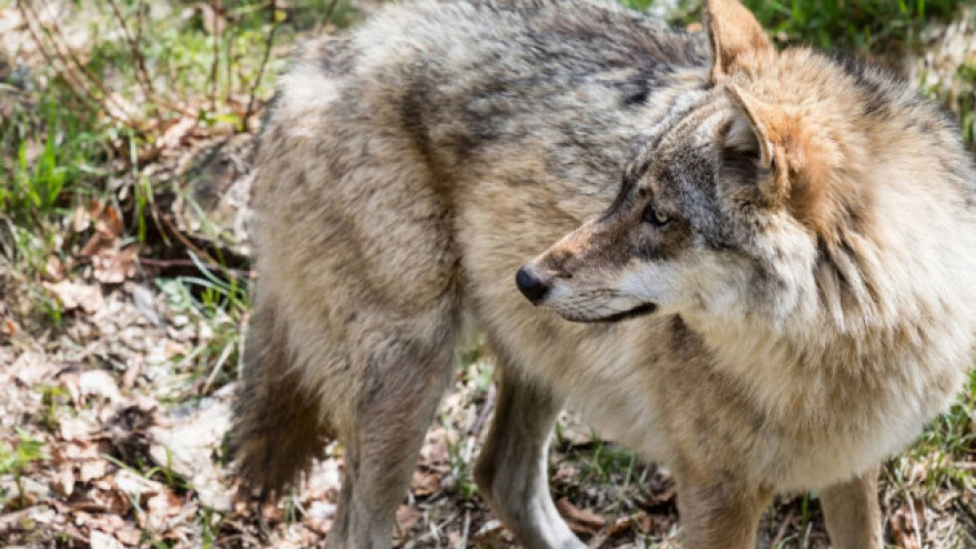 Ilegalna trgovina divljim vrstama vrlo je česta