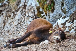 Vukopsi i dalje teroriziraju žitelje zabiokovskih sela, sada se viđaju i na prometnicama blizu naseljenih područja