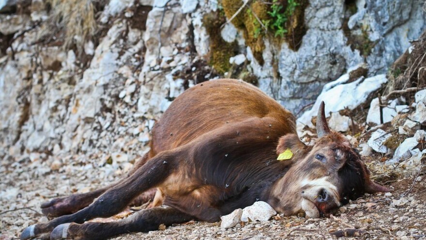 Vukopsi i dalje teroriziraju žitelje zabiokovskih sela, sada se viđaju i na prometnicama blizu naseljenih područja