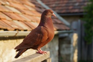 Vukovarski kokošasti golub