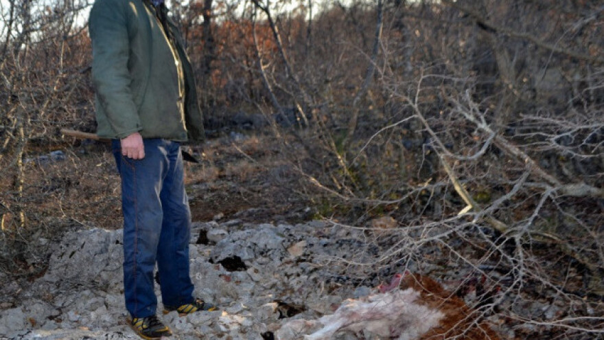 Rastrgali bređe koze i tek oteljeno tele