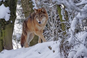 Lukavi vukovi iz Sanskog Mosta - vučica zavede psa, a u zasjedi ga dočeka čopor