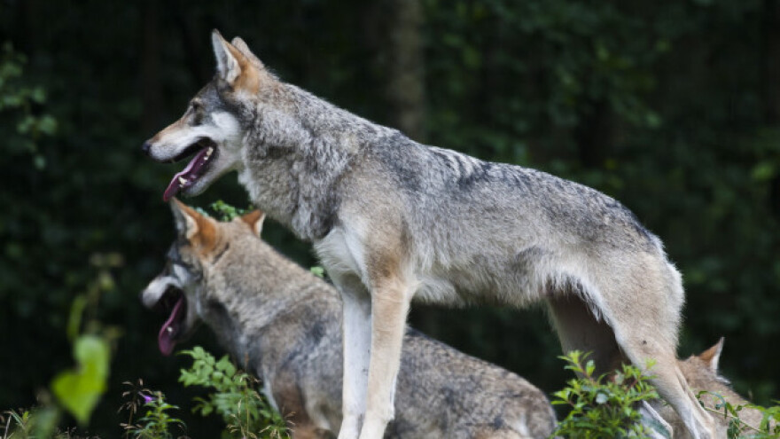 U dalmatinskom zaleđu vukovi i divlje mačke