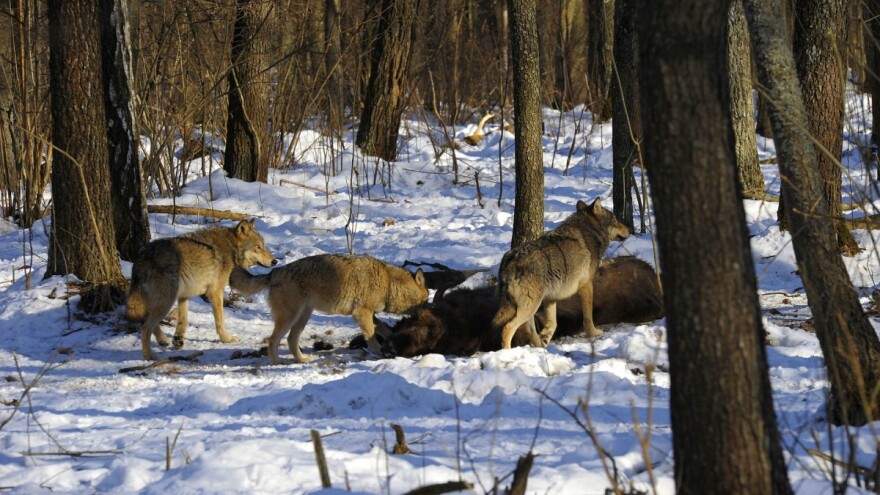 Farmer rukama zadavio vuka nakon što mu je ubio dva psa i ranio konja