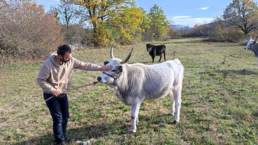 Uvjeravaju nas da broj vukova stagnira, a nama se šumama šuljaju neke čudne zvijeri