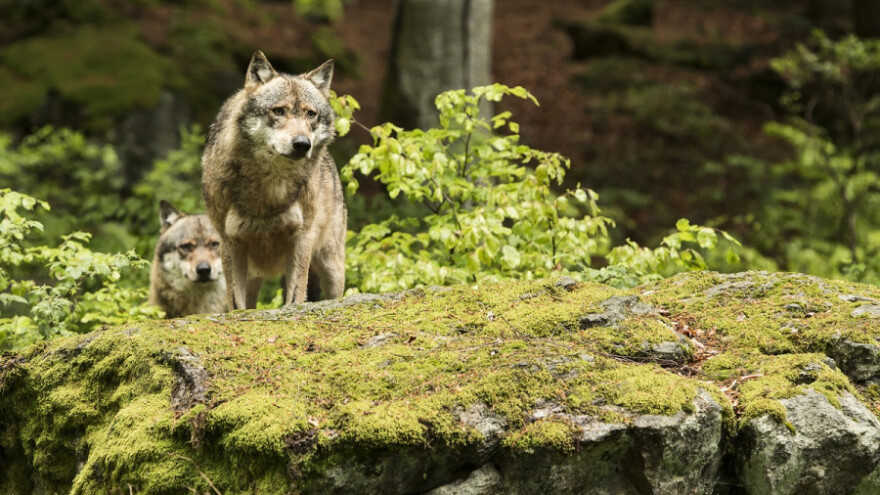 Čopor vukova zaklao desetak ovaca