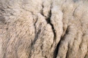 lnovator iz Iloka izumio stroj za eko pranje vune
